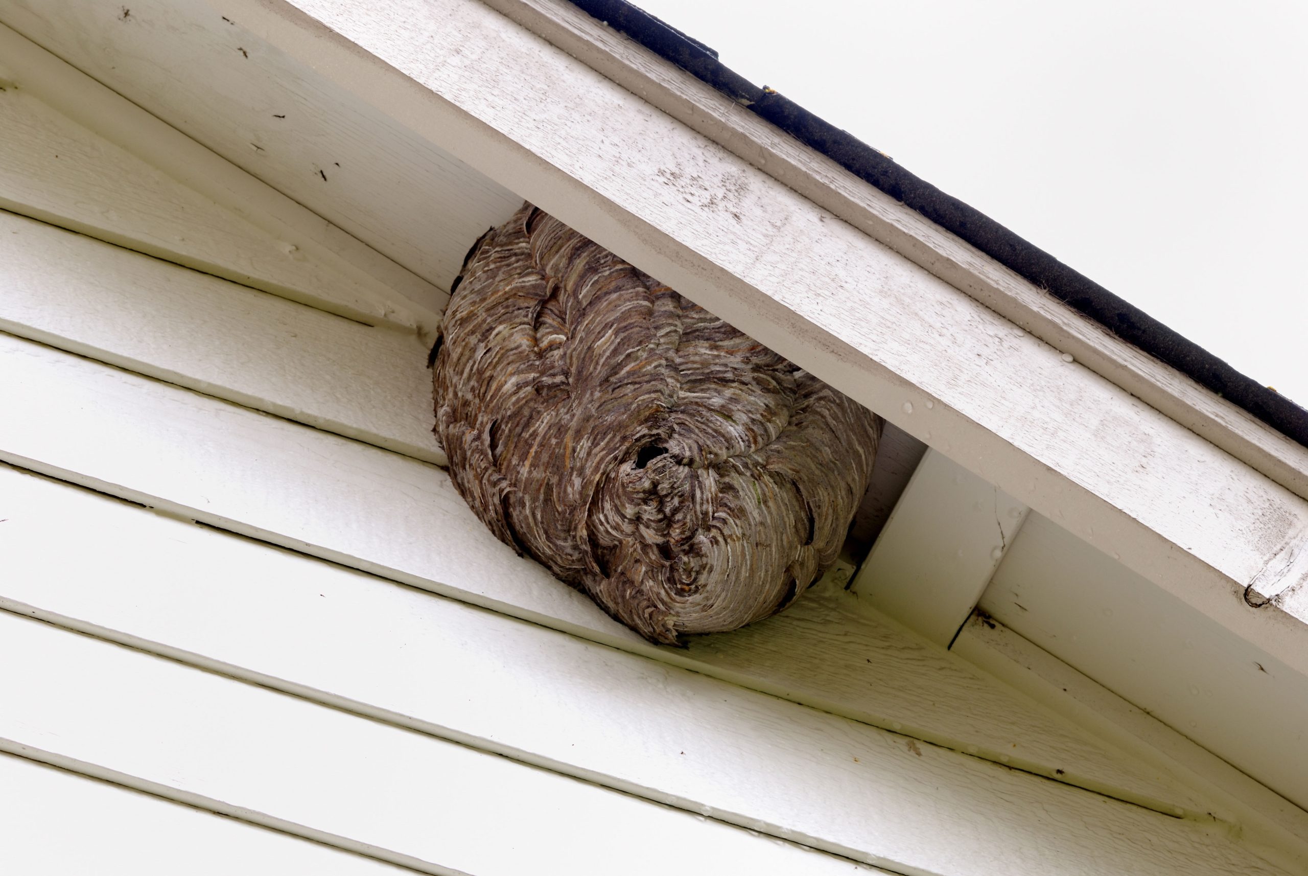 Pest-Control-Bees-Hornets Altamonte Springs, FL